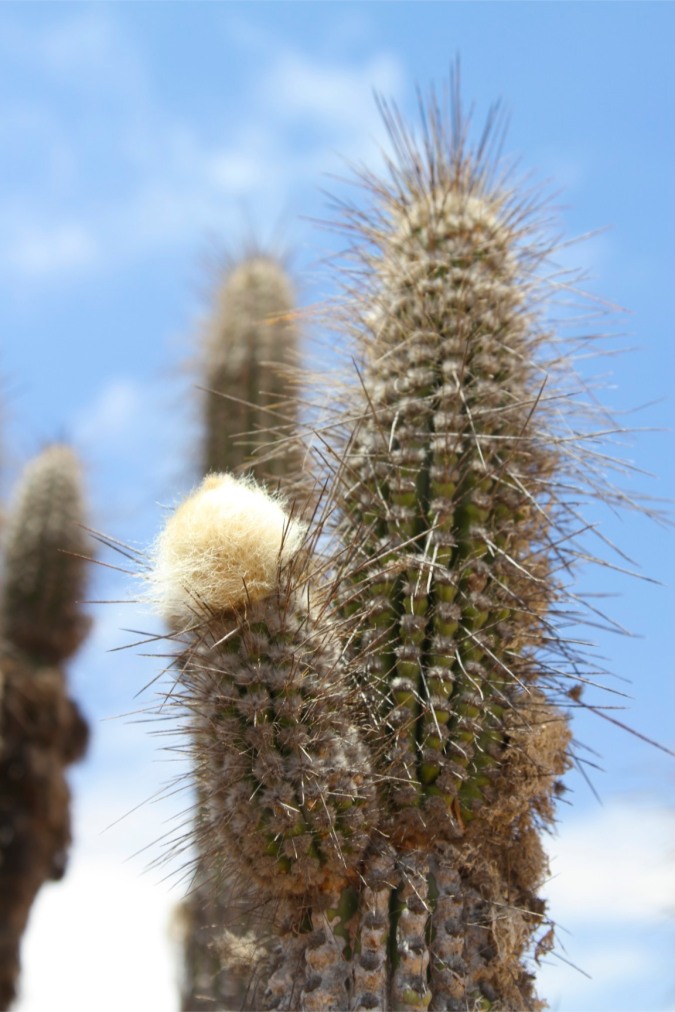 Flowering cactus in the Parque Nacional Pan de Azucar, Chile