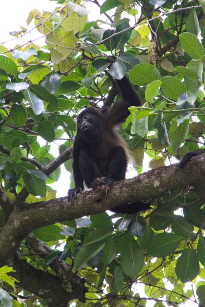 Howler Monkey, Reserva de Monteverde, Costa Rica