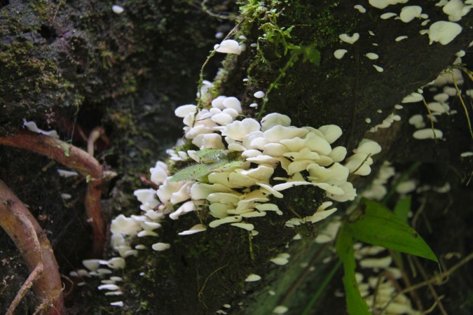 Fungi, Reserva Santa Elena, Monteverde, Costa Rica