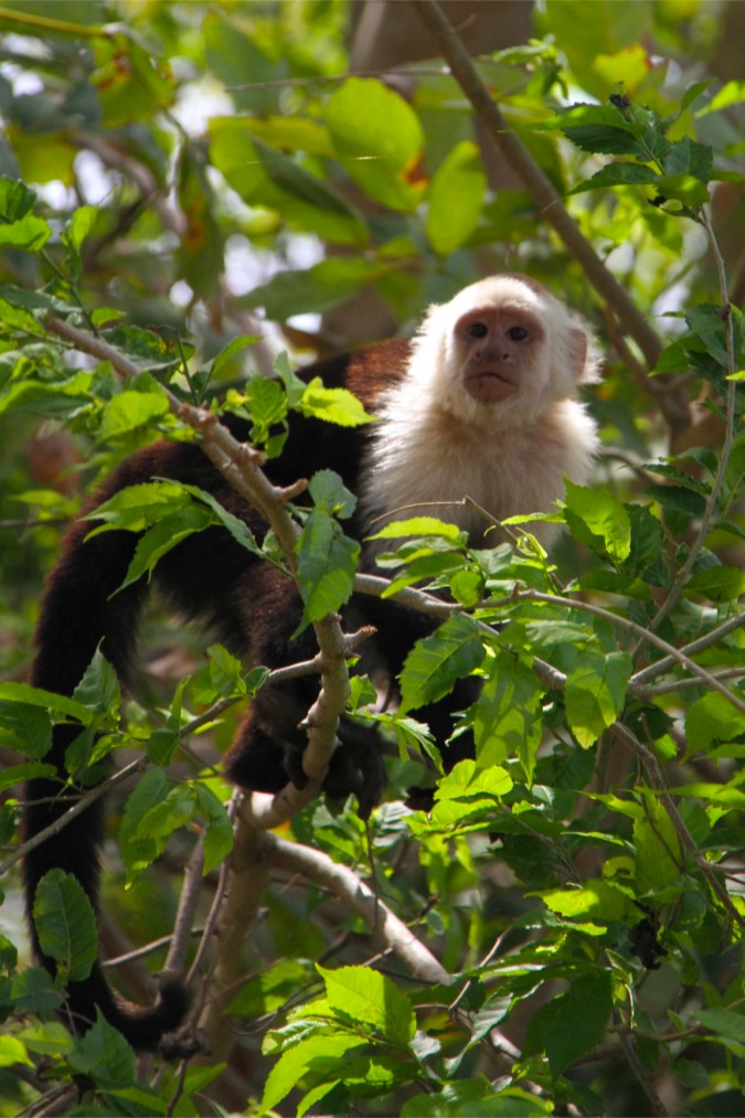 Capuchin Monkey, Isla de Ometepe, Nicaragua