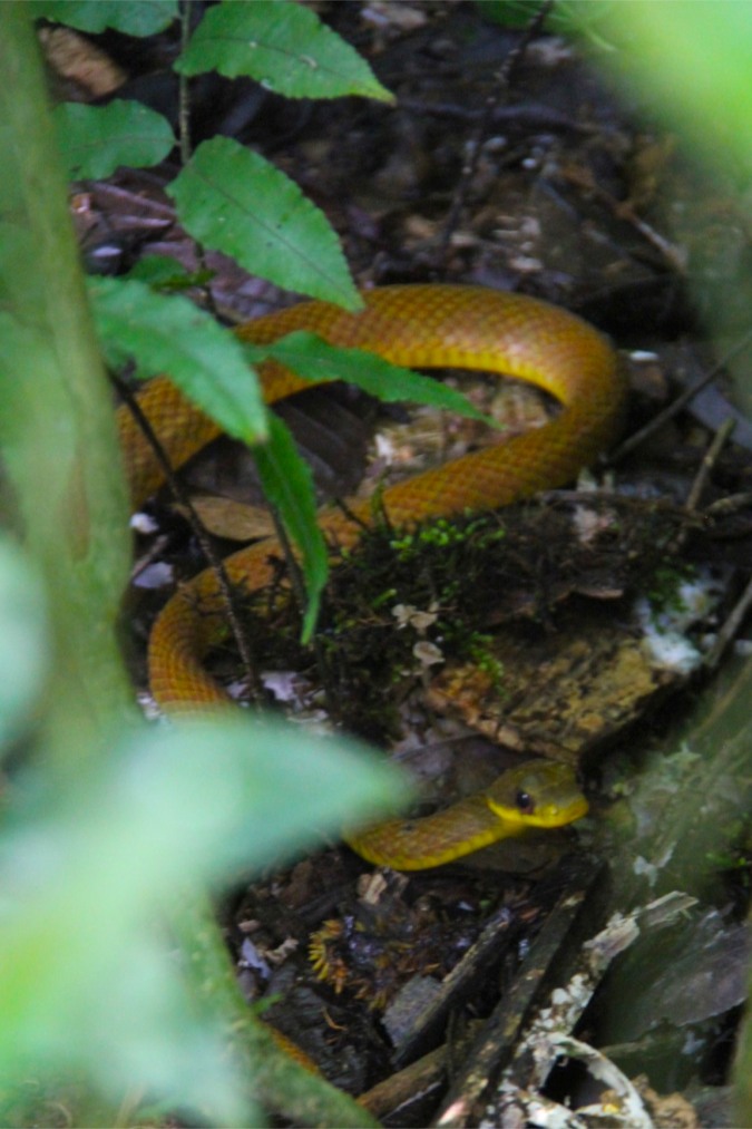A brown and yellow snake, Madidi National Park, Bolivia