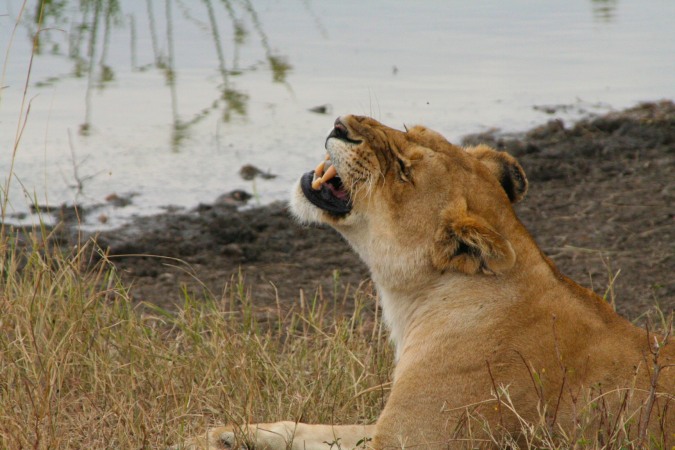 Lioness in the Maasai Mara National Reserve, Kenya, Africa