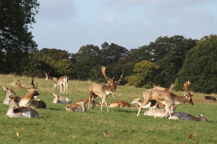 Fallow Deer in Richmond Park, London, England