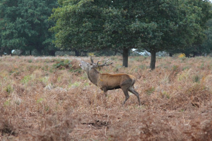 Red Deer in Richmond Park, London, England