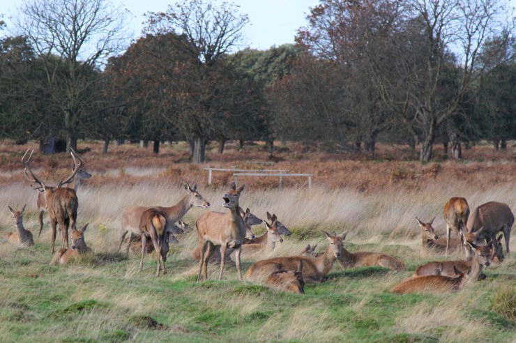Red Deer in Richmond Park, London, England