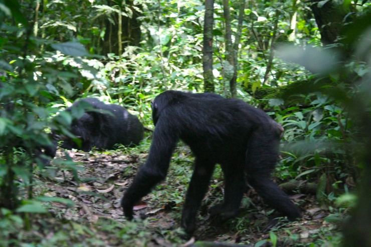 Chimpanzees in Kibale Forest National Park, Uganda, Africa