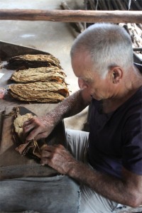 Cigar rolling, Robaina cigar plantation, Pinar del Rio, Cuba