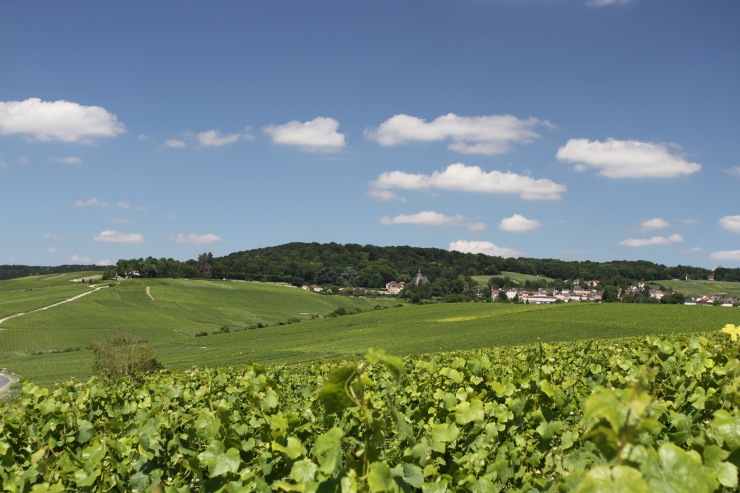Hautvillers viewed through the vineyards of Champagne, France