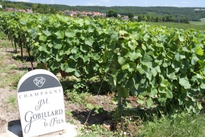 Vines, Hautvillers, Champagne, France