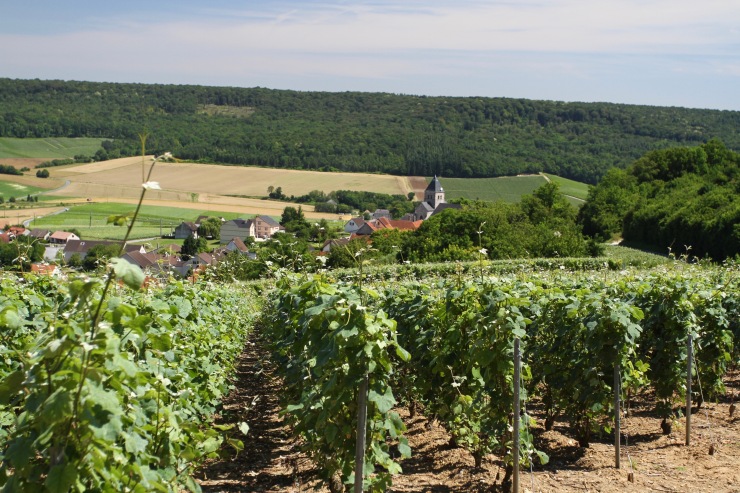 Marne Valley Champagne Route, Champagne, France