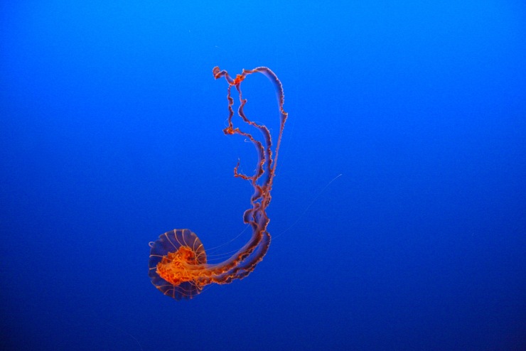 Jellyfish, Monterey Bay Aquarium, Monterey, California, United States