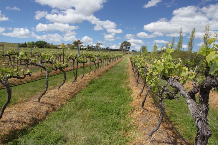 Vineyards, Ballandean, Queensland, Australia