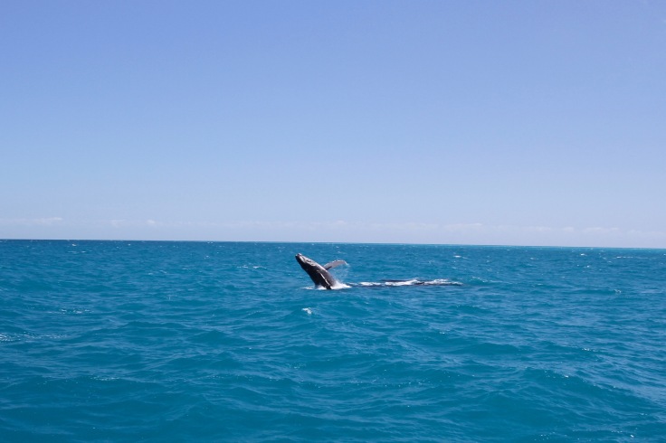 Humpback whales, Hervey Bay, Queensland, Australia