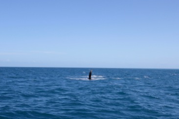 Humpback whales, Hervey Bay, Queensland, Australia