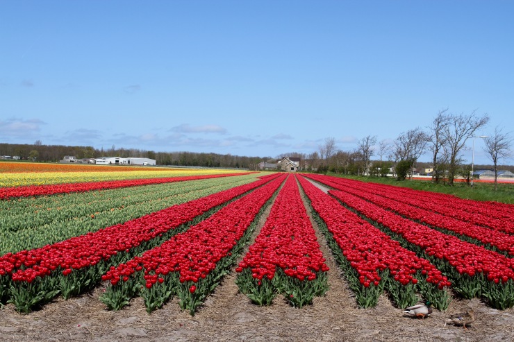 Flower fields near Leiden, Netherlands