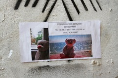 Lost bear, Auxerre, France