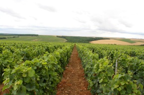 Vineyards, Chablis, Burgundy, France