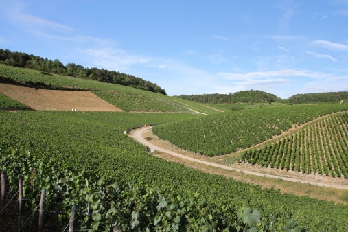 Grand Cru vineyards, Chablis, Burgundy, France