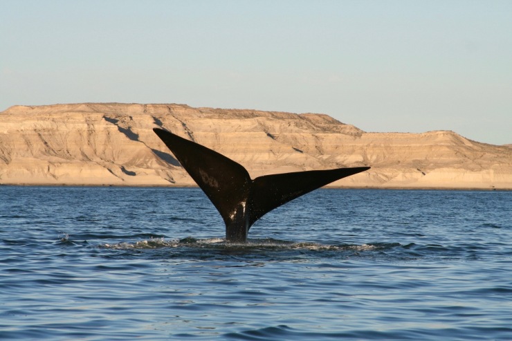 Southern Right Whales, Península Valdés, Patagonia, Argentina