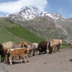Stepantsminda, Kazbegi region, Caucasus mountains, Georgia