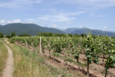 Vineyards, Kakheti, Georgia