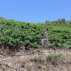 Vineyards, Ribeira Sacra, Galicia, Spain