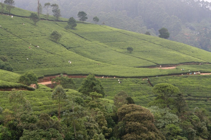 Tea plantations, Nuwara Eliya, Sri Lanka