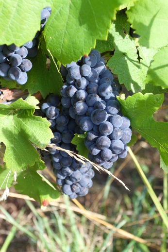 Vineyards, Jura Region, France
